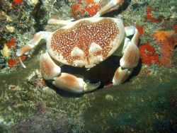 Camera dc310 sealife,batwing coral crab.palmas del mar hu... by Pedro Hernandez 